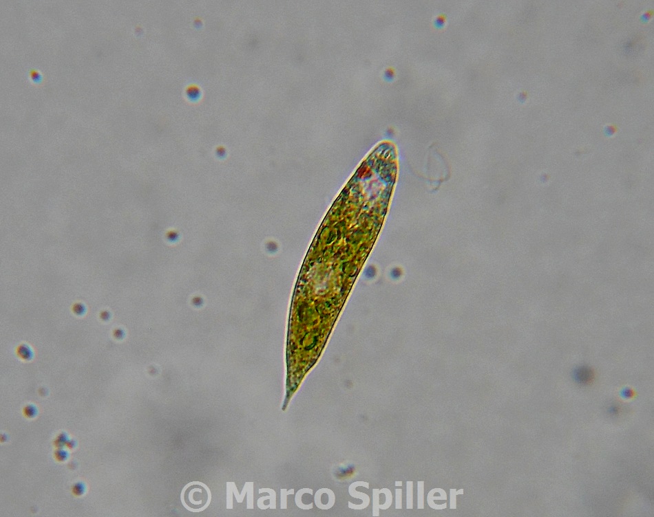 Euglena in movimento